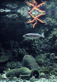 Die Fauna des Mittelmeeres – Wirbeltiere: Kieferlose, Fische, Haie, Rochen Meeresschildkröten und Manteltiere