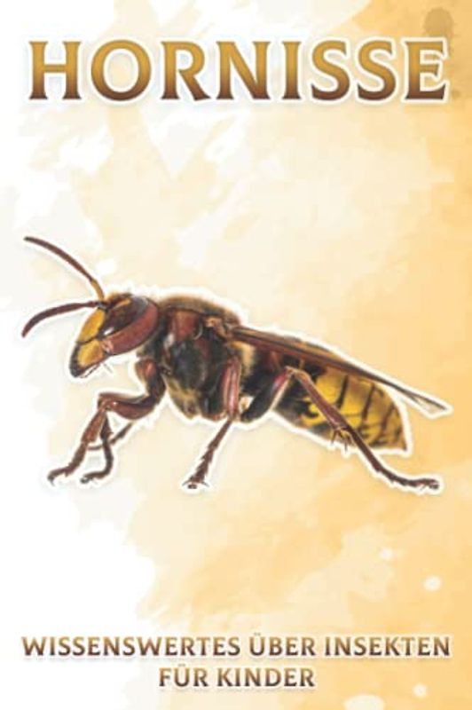 Hornisse: Wissenswertes über Insekten für Kinder #8