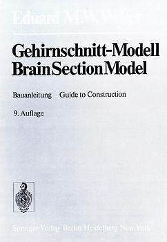 Gehirnschnitt-Modell / Brain Section Model