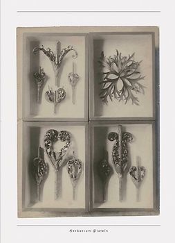 Aus der Werkstatt der Natur