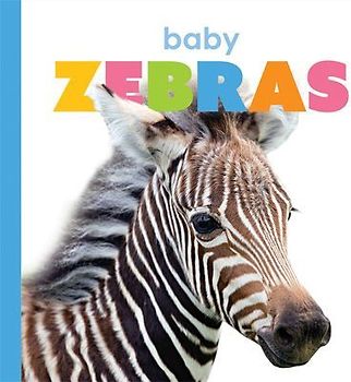 Baby Zebras