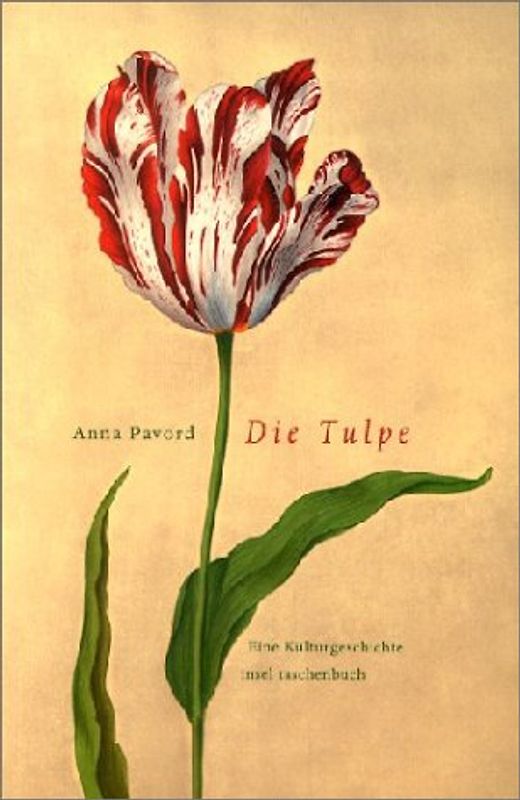 Die Tulpe