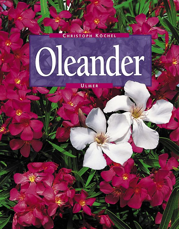 Oleander