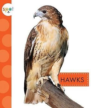 Hawks
