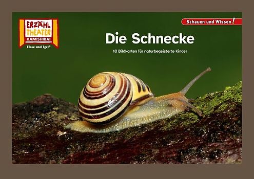 Die Schnecke / Kamishibai Bildkarten