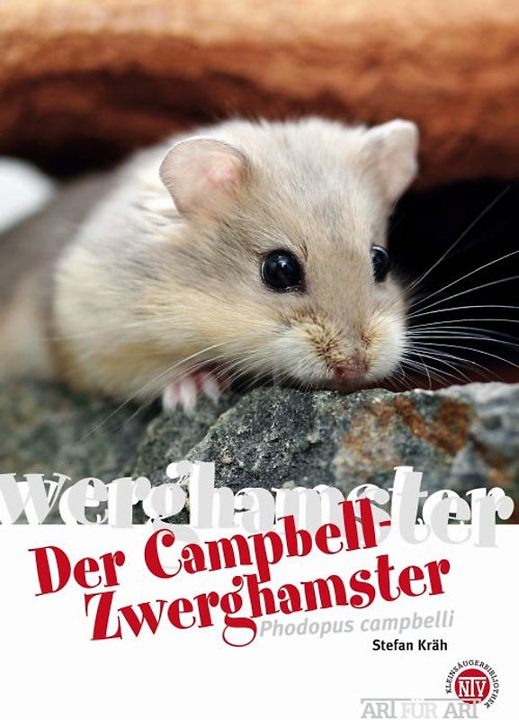 Der Campbell-Zwerghamster