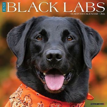 Black Labs 2026 12 X 12 Wall Calendar