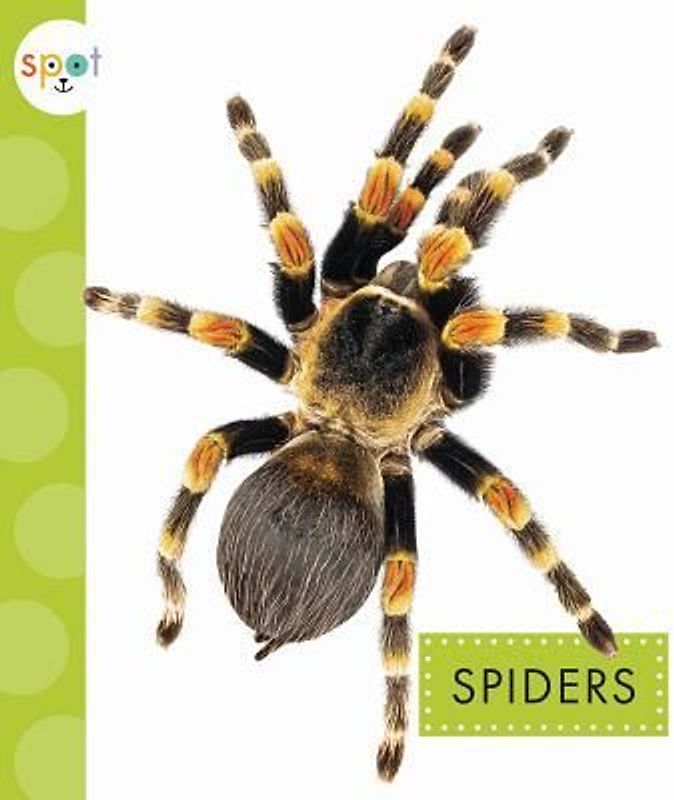 Spiders