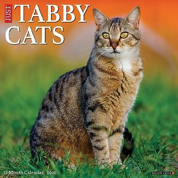 Tabby Cats 2026 12 X 12 Wall Calendar