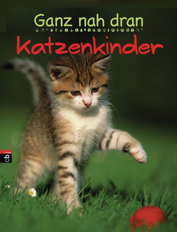 Ganz nah dran - Katzenkinder