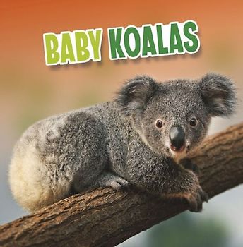 Baby Koalas