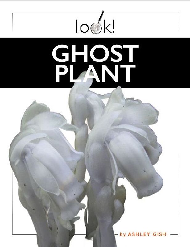 Ghost Plant