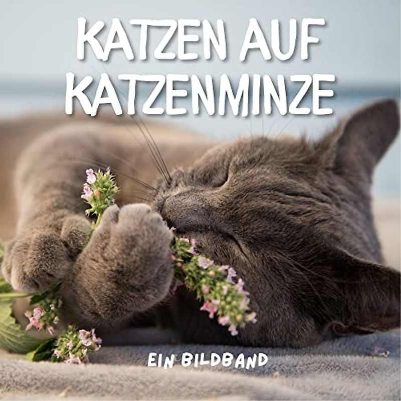 Katzen auf Katzenminze