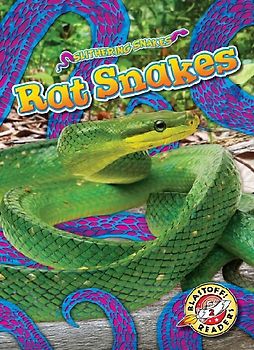 Rat Snakes
