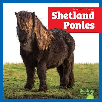 Shetland Ponies