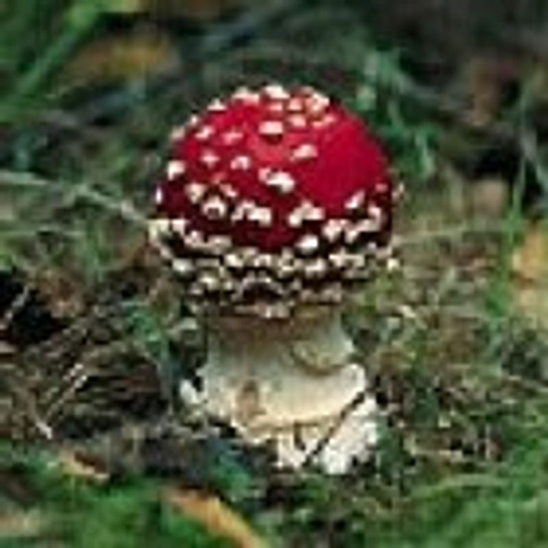 Mykologie. Grundriss für Naturwissenschaftler und Mediziner