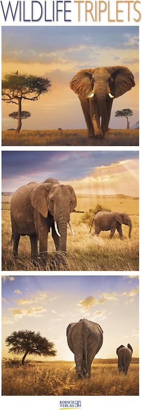 Wildlife Triplets 206819 2019