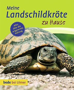 Meine Landschildkröte zu Hause