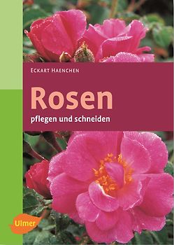 Rosen pflegen und schneiden