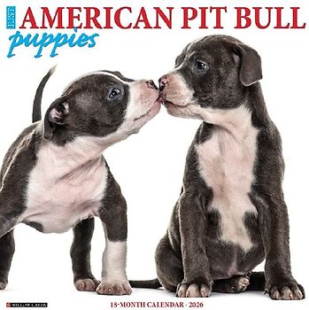 American Pit Bull Terrier Puppies 2026 12 X 12 Wall Calendar