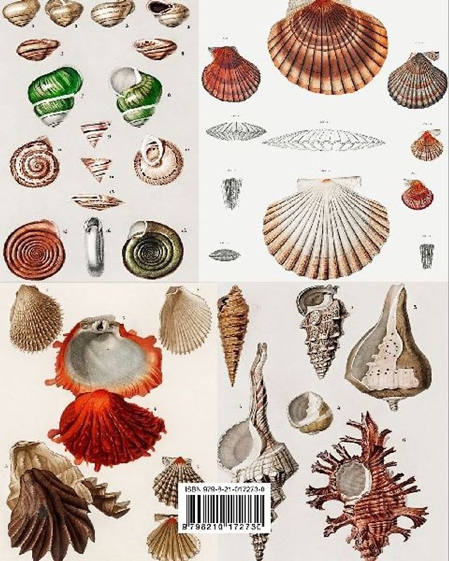 Vintage Molluscs and Shell Ephemera