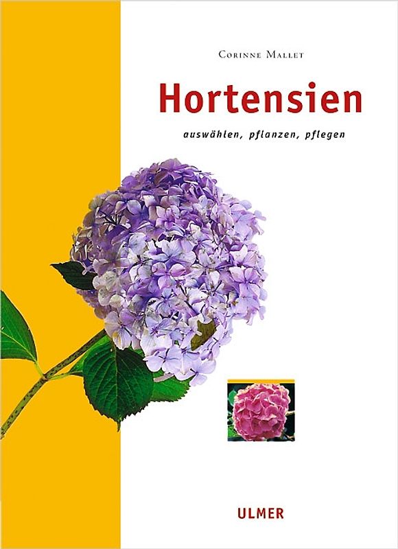 Hortensien
