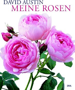 Meine Rosen