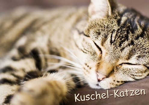 Kuschel-Katzen (Posterbuch DIN A4 quer)