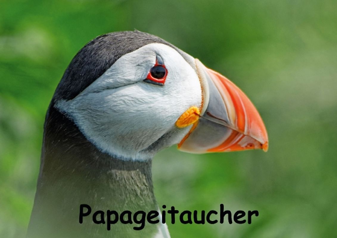 Papageitaucher (Posterbuch DIN A2 quer)