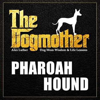 The Dogmother: Pharaoh Hound: (Dog Mom Wisdom & Life Lessons)