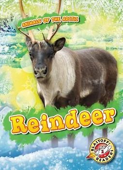 Reindeer