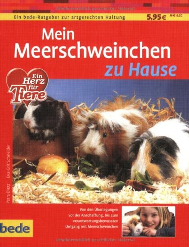 Mein Meerschweinchen zu Hause
