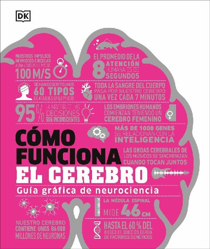 Como Funciona El Cerebro (How the Brain Works)