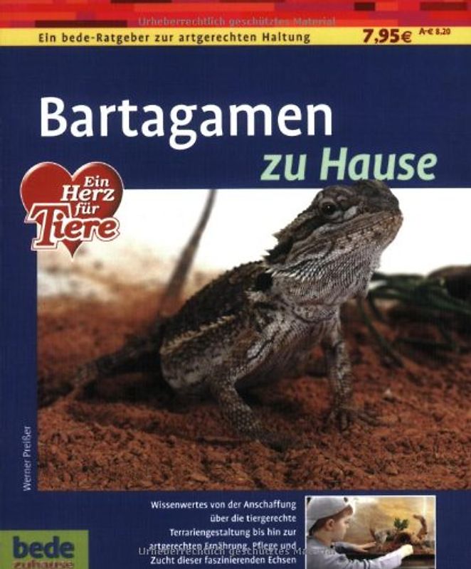 Bartagamen zu Hause