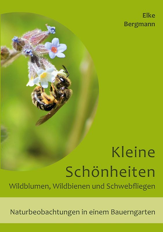 Kleine Schönheiten - Wildblumen, Wildbienen und Schwebfliegen