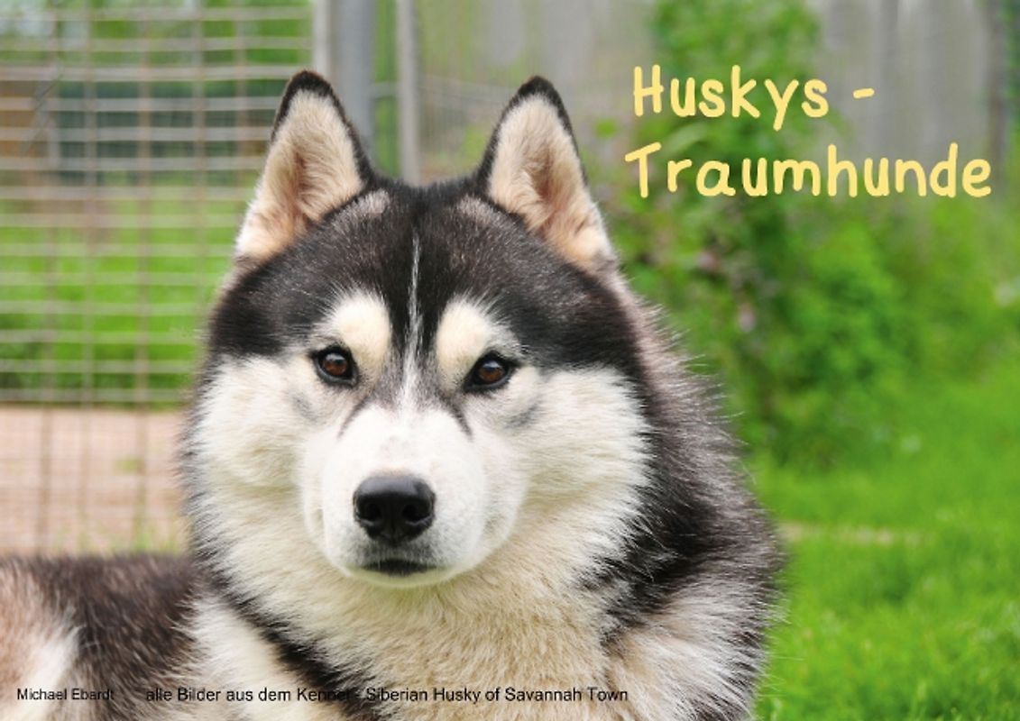 Huskys - Traumhunde (Posterbuch DIN A3 quer)