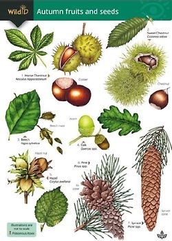 Autumn fruits and seeds