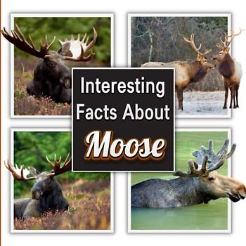 Interesting Facts About Moose: Moose Picture Book for Children's / Learn Facts About the Moose for Kids