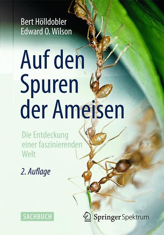 Auf den Spuren der Ameisen