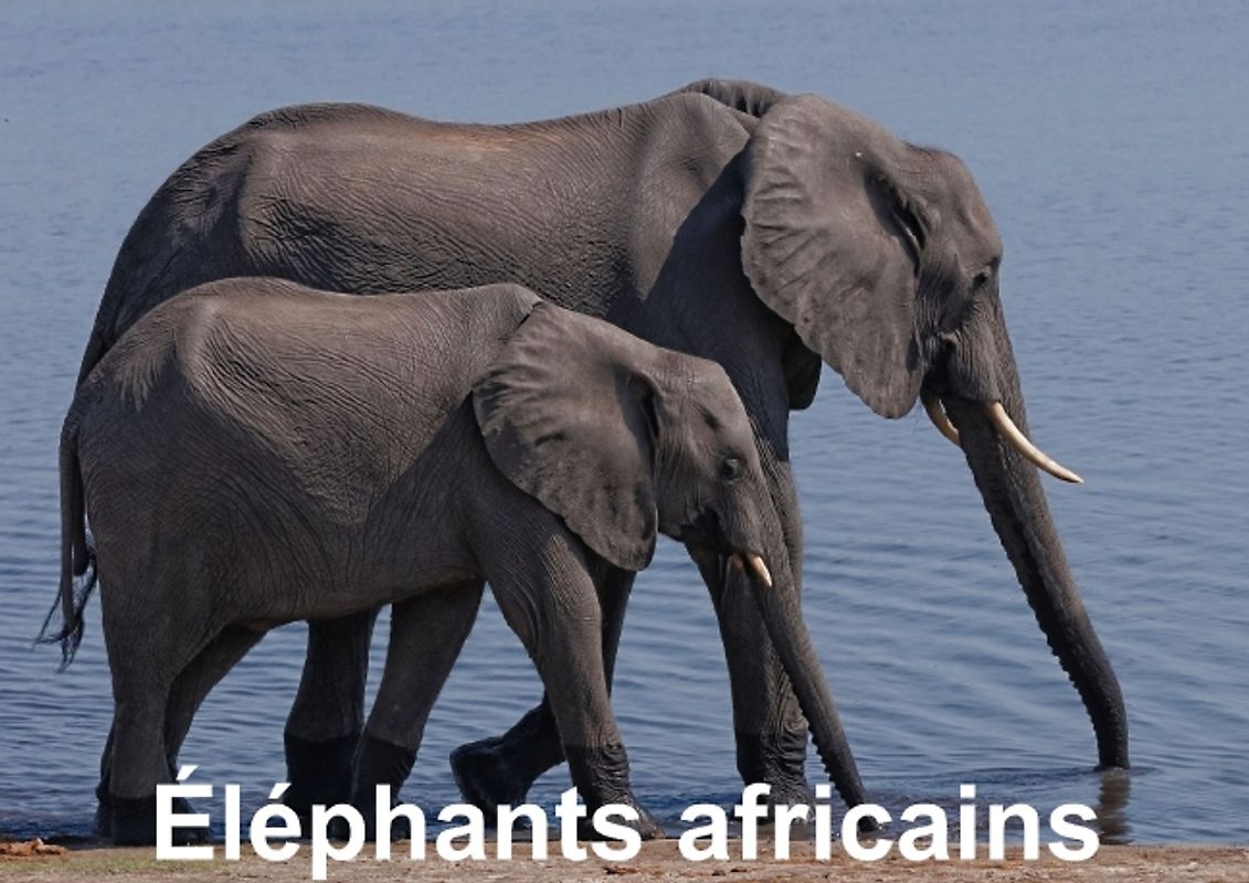 Éléphants africains (Livre poster  DIN A4 horizontal)