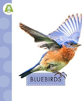 Bluebirds