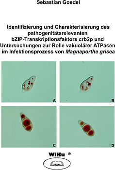 Identifizierung und Charakterisierung des pathogenitätsrelevanten bZIP-Transkriptionsfaktors crb2p und Untersuchungen zur Rolle vakuolärer ATPasen im Infektionsprozess von Magnaporthe grisea