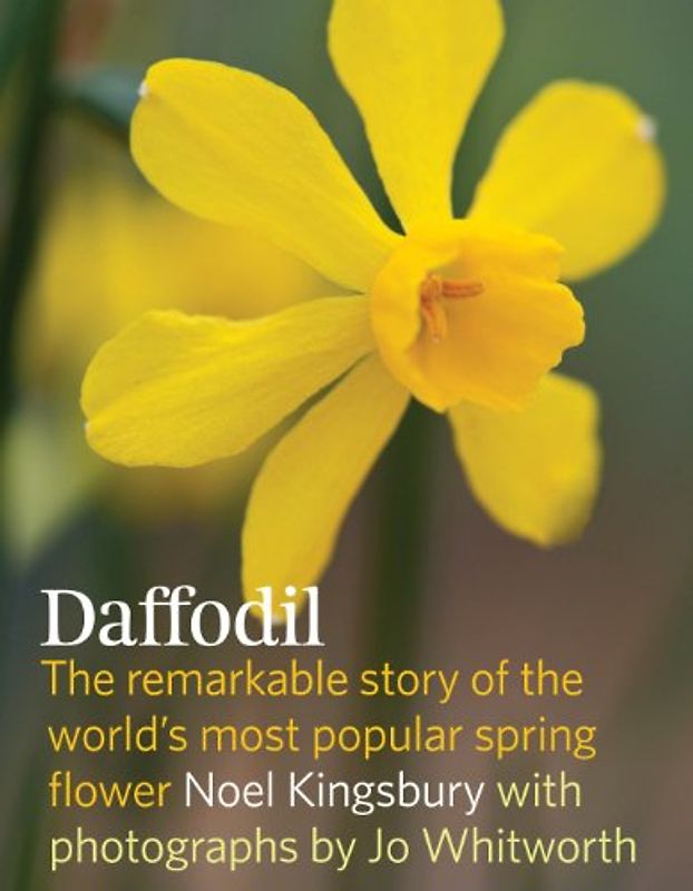 Daffodil: The Remarkable Story of the World's Most Popular Spring Flower - Kingsbury, Noel