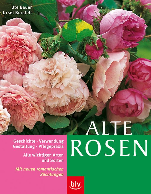 Alte Rosen