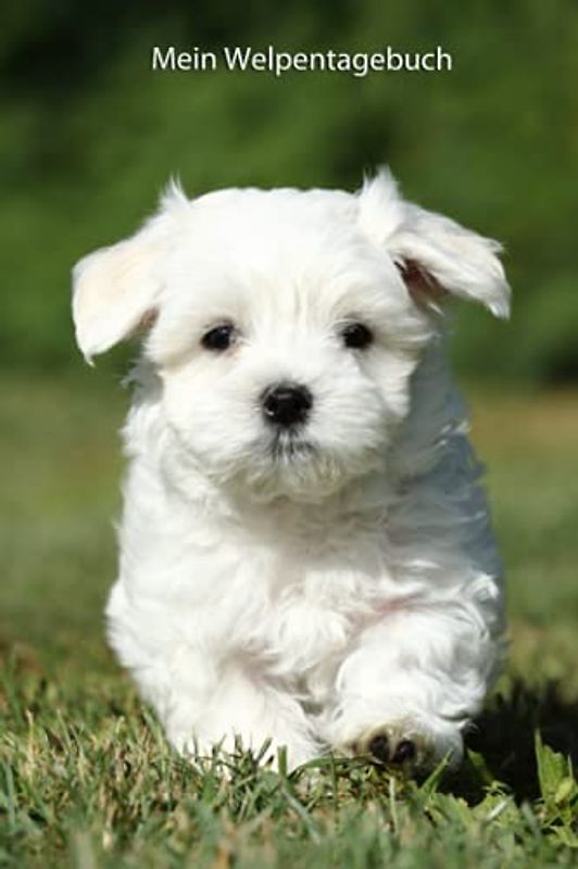 Mein Welpentagebuch: die ersten Monate mit meinem Malteser