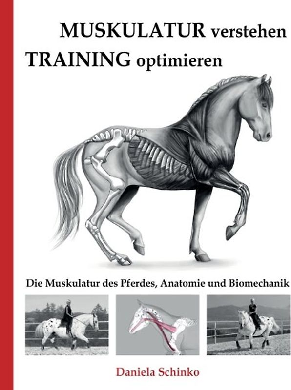 Muskulatur verstehen - Training optimieren
