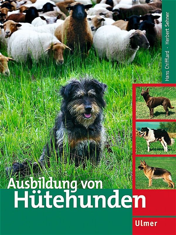 Ausbildung von Hütehunden