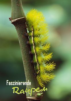 Faszinierende Raupen (Posterbuch DIN A3 hoch)