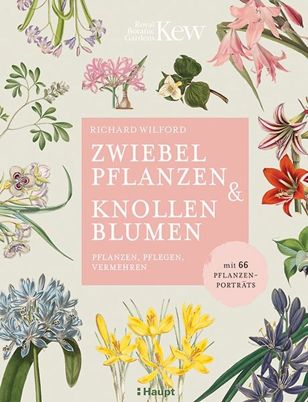 Zwiebelpflanzen & Knollenblumen