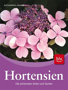 Hortensien